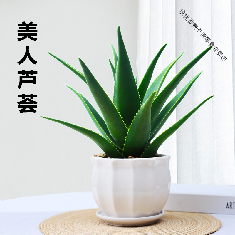 芦荟盆栽美容可食用室内净化空气植物办公室吸好养绿植