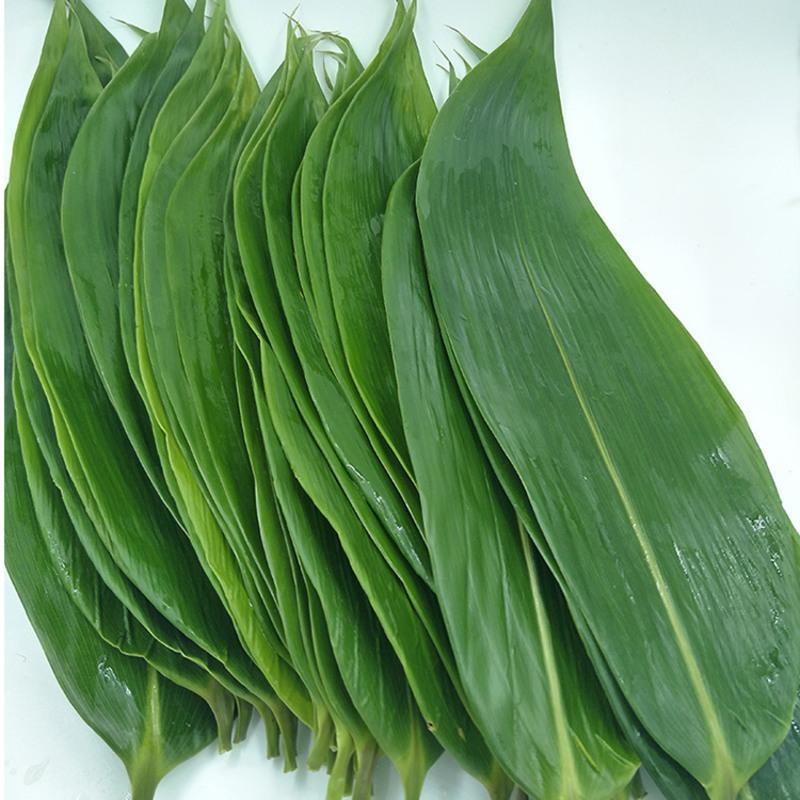 叶【100张/份】 新鲜粽叶野生粽叶粽叶子送粽粽子