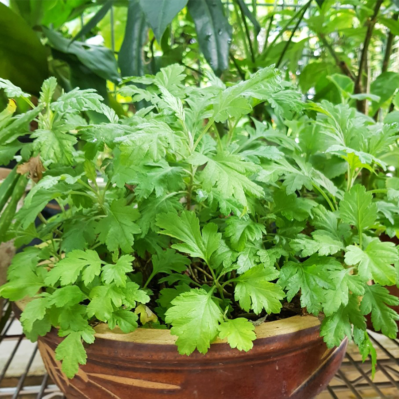艾草苗艾蒿草种子艾叶驱蚊草药用泡脚盆栽阳台种植香草种籽小叶艾草