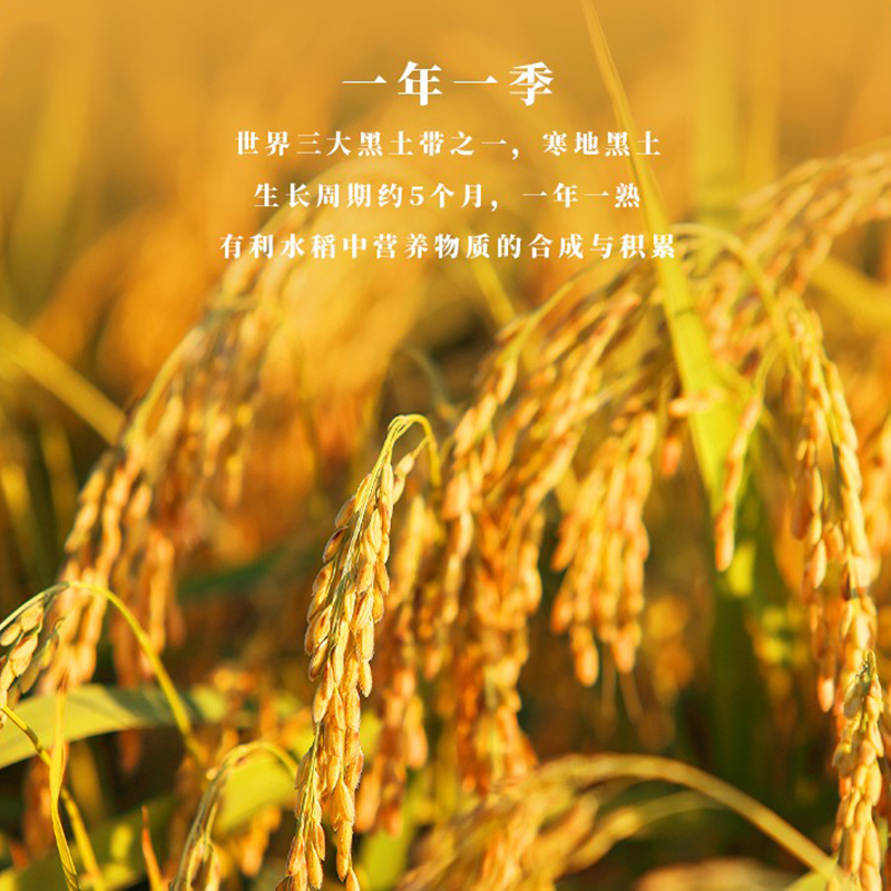 十月稻田 臻选 东北珍珠米5kg高清大图