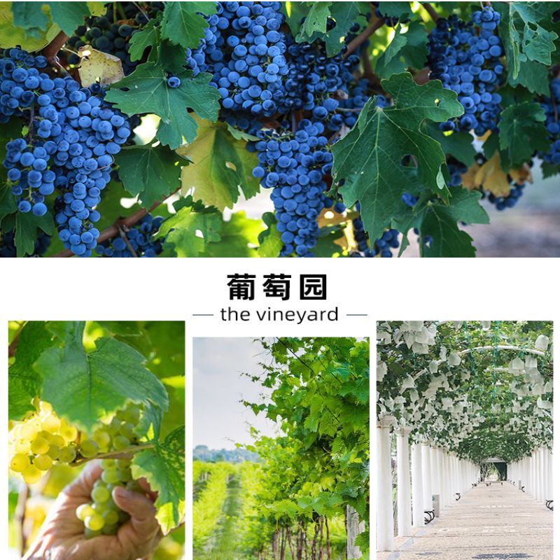 张裕 卡斯特酒庄特选级蛇龙珠干红葡萄酒750ml单瓶 Z