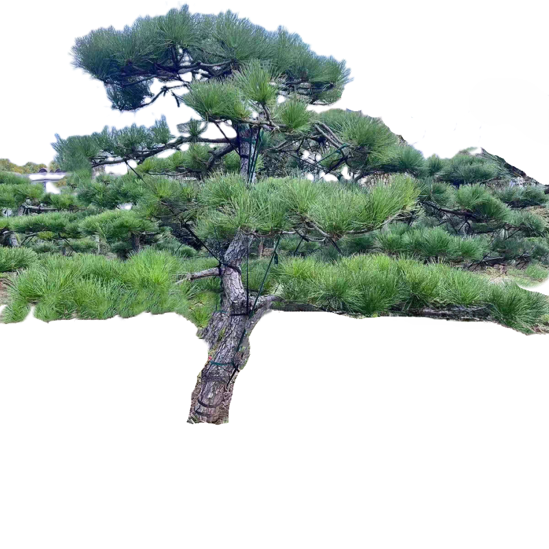 诚智旺 迎客松 YKS-2 /棵高清大图