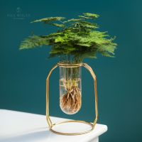 2盆送营养液文竹绿萝水培植物盆栽办公室内水养绿植好养盆景