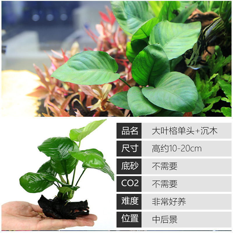 大九叶皇冠草真水草鱼缸装饰懒人水草淡水有茎类中后景性草