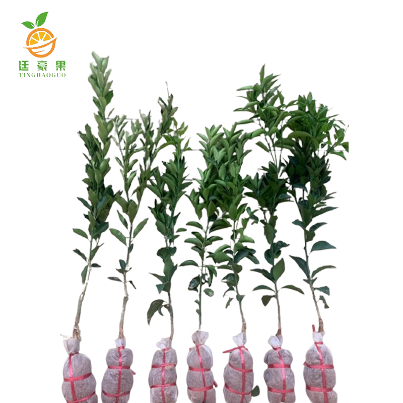 廷豪果 果树树苗 可选品种 高度1m-1.2m /棵高清大图