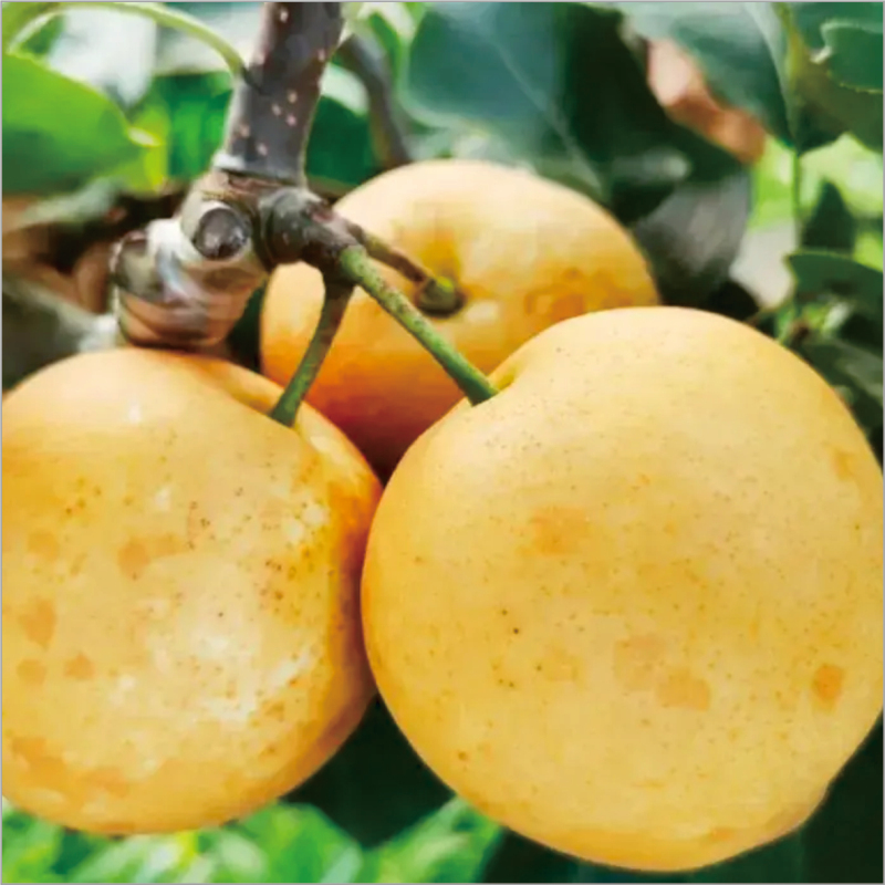 艾提尕连州水晶梨1kg/件高清大图