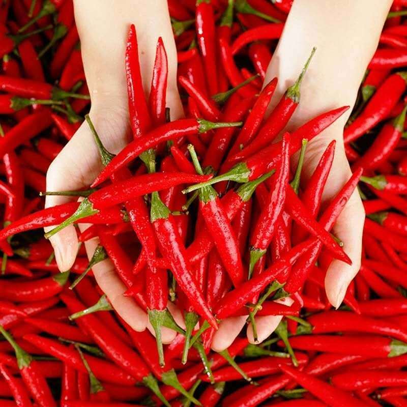 新鲜红辣椒小米椒现摘辣应季小米辣自种红辣椒5斤装