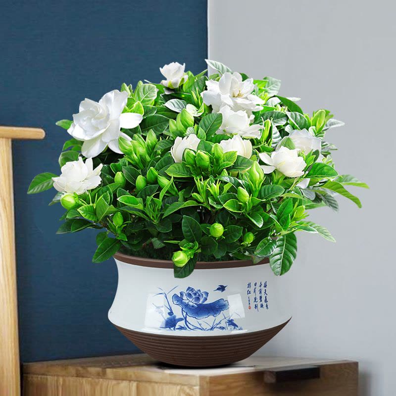 [补贴10%]栀子花盆栽九里香水培茉莉花卉绿植物室内四季开花客厅大型绿箩图片