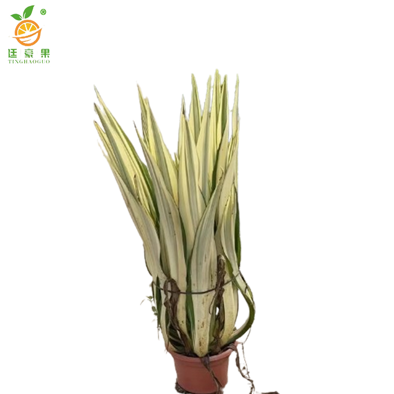 廷豪果 万年麻 高60-80cm /棵高清大图