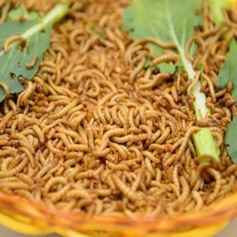 面包虫黄粉虫活虫鲜活虫种虫金龙鱼仓鼠蜥蜴画眉鸟饲料100条2.5cm 面包虫黄粉虫活虫鲜活虫种虫金龙鱼仓鼠蜥蜴画眉鸟饲料
