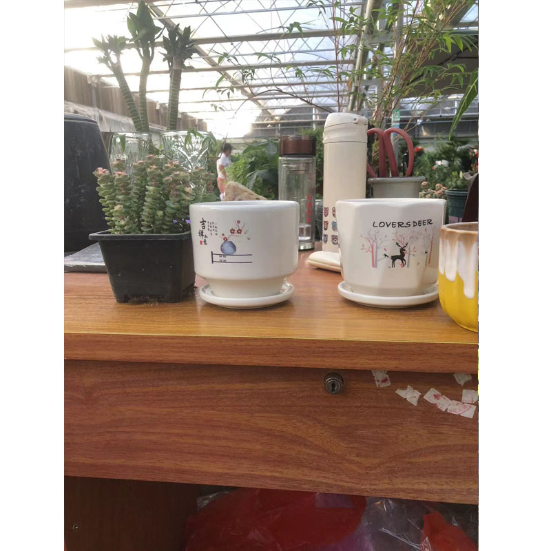 苏宁宜品推荐带盆多肉品种随机高清大图