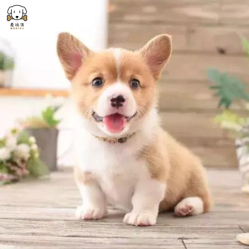 麦比佳 纯种柯基犬幼犬 狗狗活体小体柯基狗双血统级宠物狗狗 公母视频挑选小短腿小型犬 包健康疫苗驱虫做好
