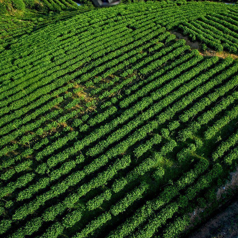 花祈鸿运茉莉花茶白雪毫200克桶高清大图