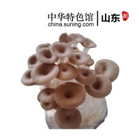 【中华特色】山东馆 阚泽海 茶树菇菌包食用菌棒菌包 菌种种子 蘑菇多肉 家庭阳台蘑菇养殖菌包 华东