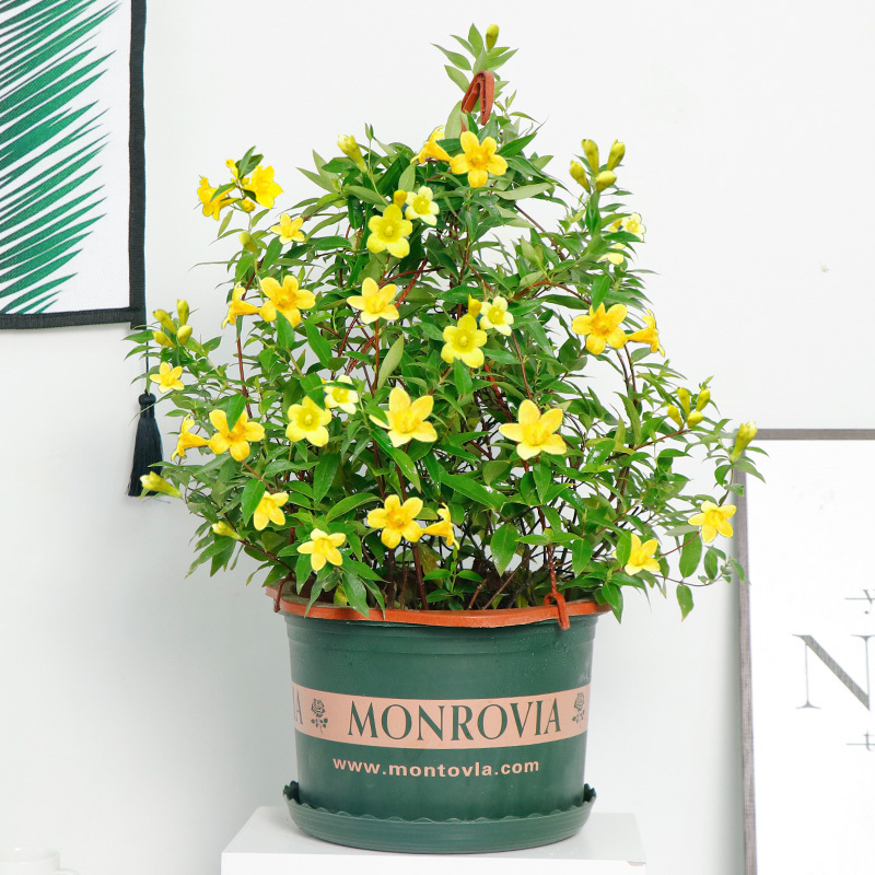 法国香水茉莉花苗盆栽耐寒爬藤植物室内外四季开花绿植好养活浓香