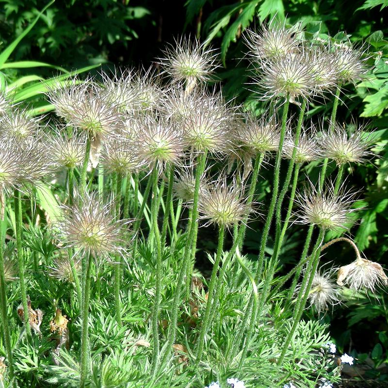 材白头翁种子奈何白头老翁花猫爪子花威灵仙种子 白头翁种子半斤 参数