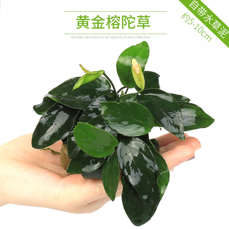 大九叶皇冠草真水草鱼缸装饰懒人水草淡水有茎类中后景性草