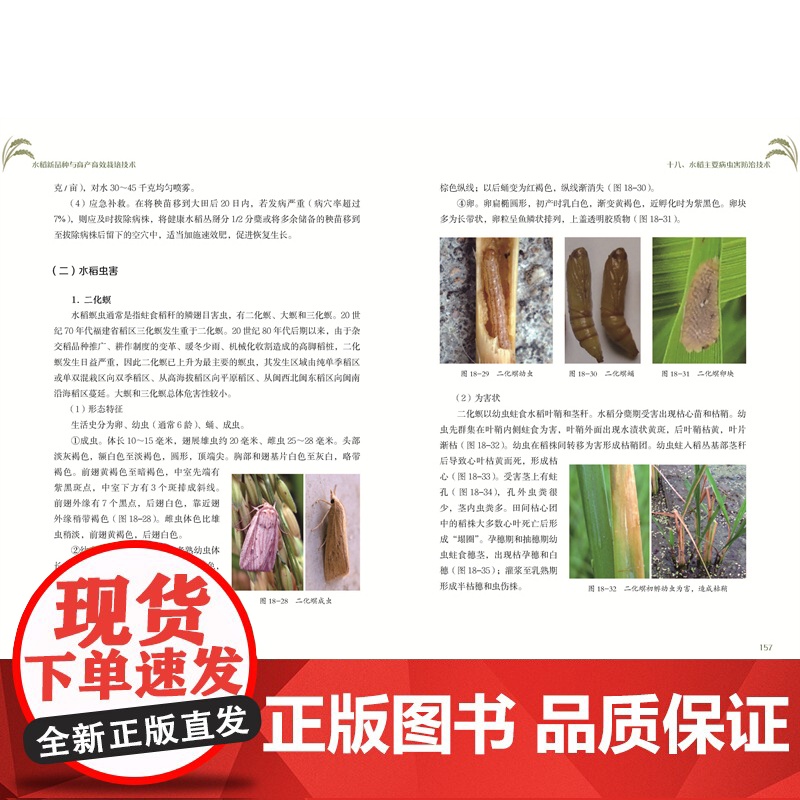 [店]水稻新品种与高产高效栽培技术 农业 水稻 新技术高清大图