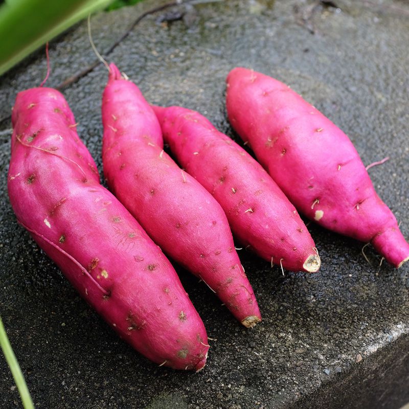 金手指3斤临安天目山小香薯粉糯香甜辅食红薯地瓜新鲜蔬菜