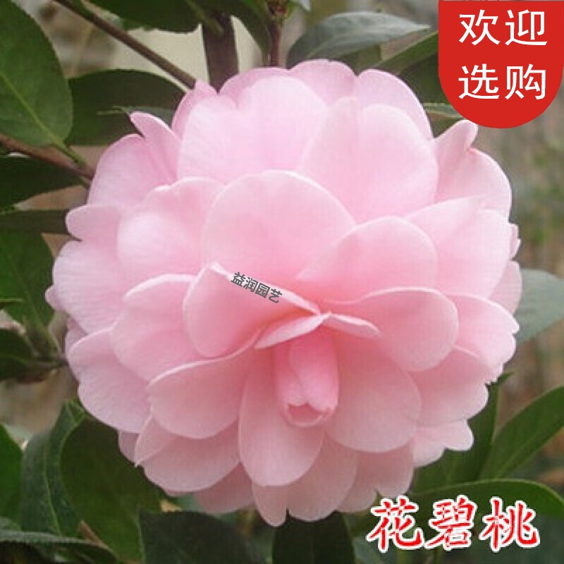 回固茶花品种一树多色五色赤丹茶花十八学士茶花盆栽名贵大红抖音紫色光辉5年苗不含盆参数配置 规格 性能 功能 苏宁易购 回固茶花品种一树多色五色赤丹茶花十八学士茶花盆栽名贵大红抖音紫色光辉5年苗不含盆参数配置 规格 性能 功能 苏宁易购