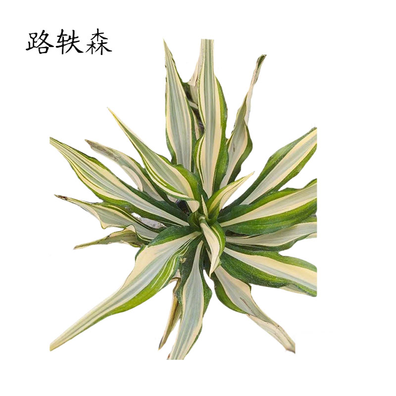 路轶森 万年麻冠幅 40-50cm 棵高清大图