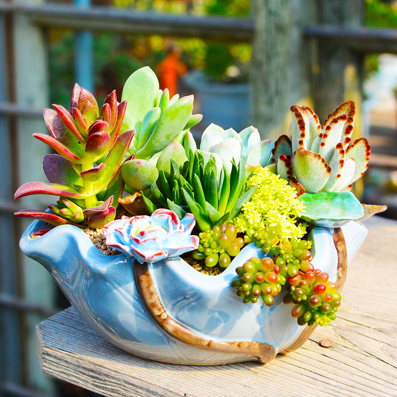 大口径多肉花盆陶瓷盆古达简约大号粗陶多肉植物拼盘组合花盆01花釉