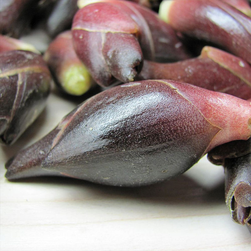 15kg新鲜阳荷姜洋荷元和姜洋霍元荷野山姜茗荷阳霍姜