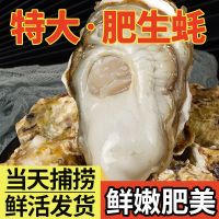 蚝范儿乳山生蚝6+鲜活10斤牡蛎活鲜海蛎子带箱新鲜海鲜