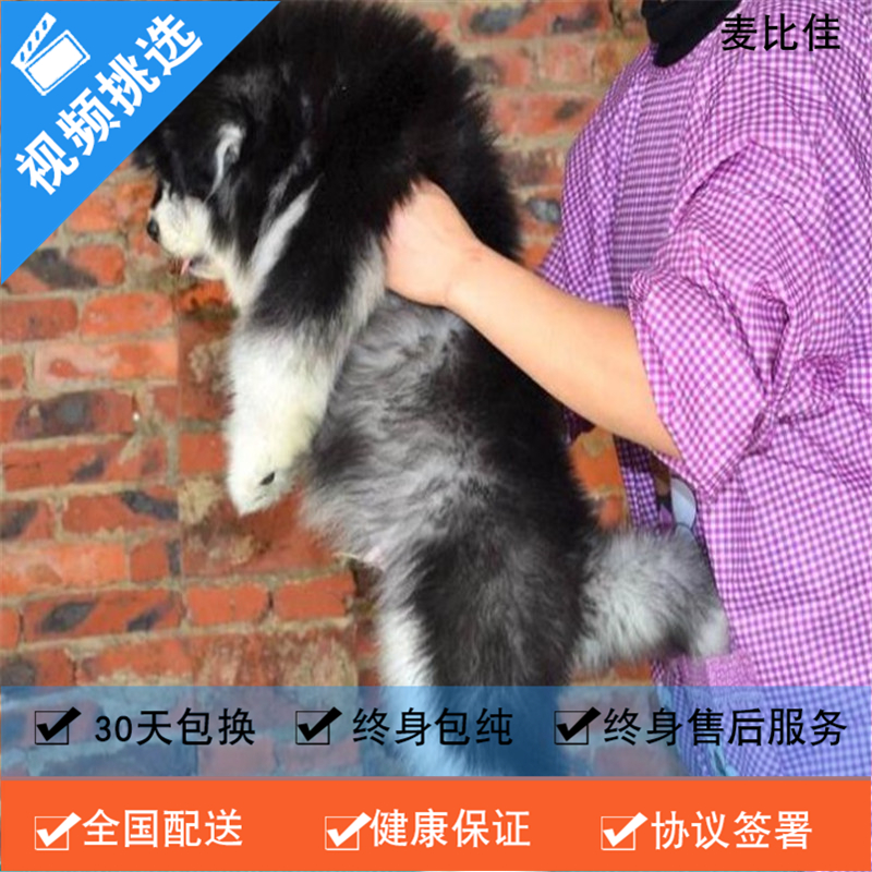 麦比佳 纯种巨型阿拉斯加幼犬活体宠物 熊版十字脸阿拉斯加雪橇犬 双血统烟灰色桃脸阿拉斯加幼崽 巨大型雪橇犬终身包纯种AA高清大图