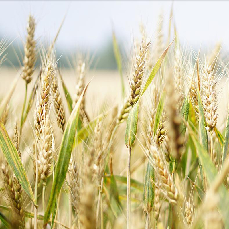 宁百晟拉面粉25kg/袋高清大图