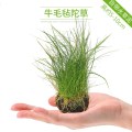 鱼缸造景套餐性水榕沉木真水草淡水无土植物增氧趴地矮珍珠 默认尺寸 牛毛陀草
