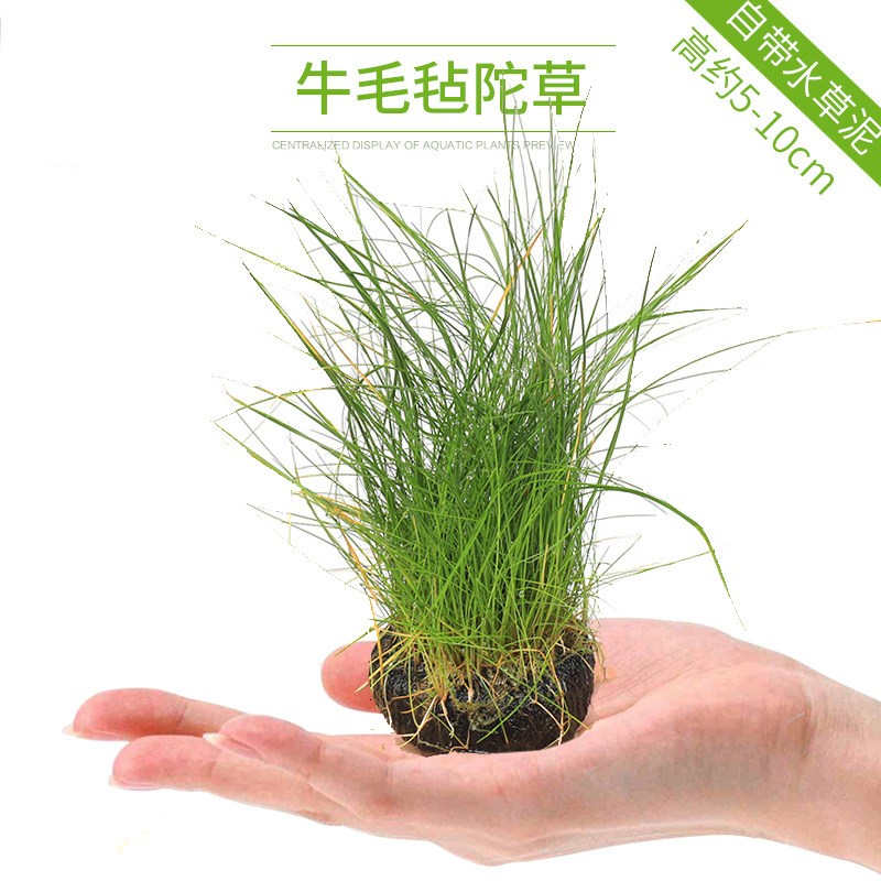 鱼缸造景套餐性水榕沉木真水草淡水无土植物增氧趴地矮珍珠