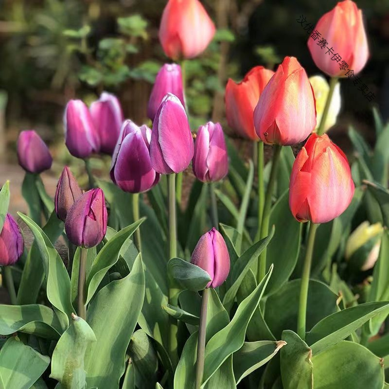 水培荷兰进口郁金香种球土培四季开花室内外花卉盆栽植物耐寒好养