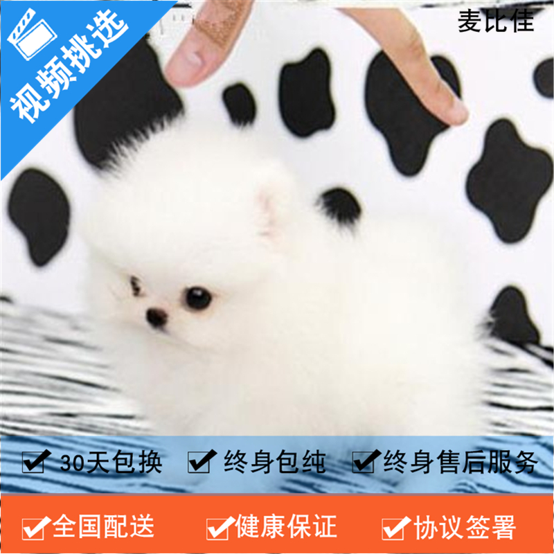 麦比佳 纯种哈多利系球体博美犬活体动物 茶杯博美犬 日系俊杰双血统长不大的茶杯狗白色博美犬 赛级博美犬活体狗狗纯种茶杯犬高清大图