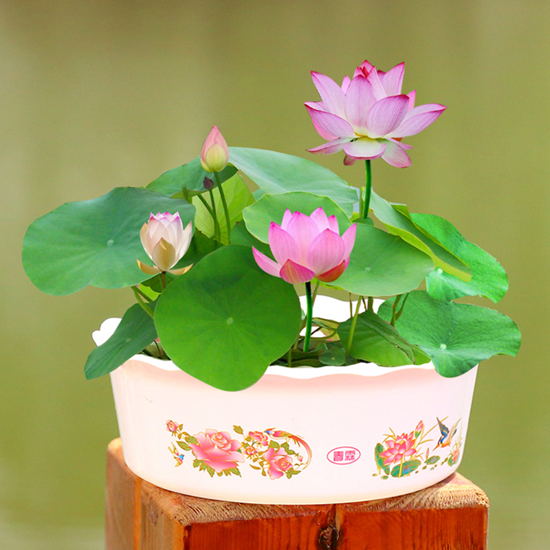 常通园艺用品碗莲水培植物开花睡莲种子四季室内荷花种子盆栽种籽水养莲花 价格图片品牌报价 苏宁易购常通旗舰店