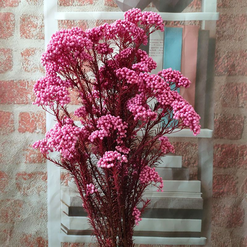 永生花小米花干花花束森系客厅家居装饰摆设拍摄道具diy花材永生小米花 深粉 报价 参数 图片 视频 怎么样 问答 苏宁易购