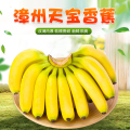 【西沛生鲜】福建天宝香蕉 净重5斤 箱装 新鲜当季水果 香甜软糯 孕妇宝宝辅食