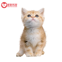 【定金】英国毛短毛猫 英短渐层 英短金渐层幼崽幼猫 猫咪