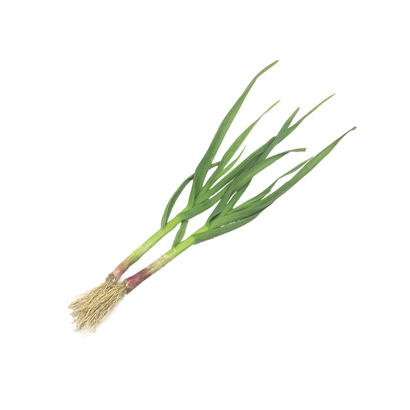 新鲜大蒜苗紫皮蒜苗红皮蒜苗本蒜苗青蒜苗带泥