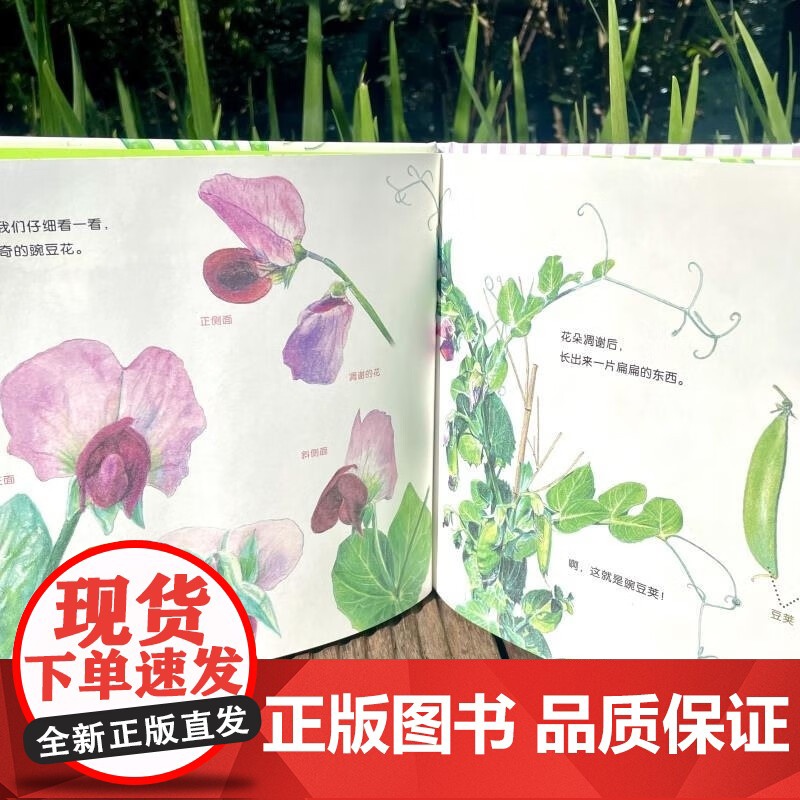 一颗一颗豌豆精装硬壳麦田精选图画书适合3-6周岁植物蔬菜科普绘本少年儿童出版社正版高清大图