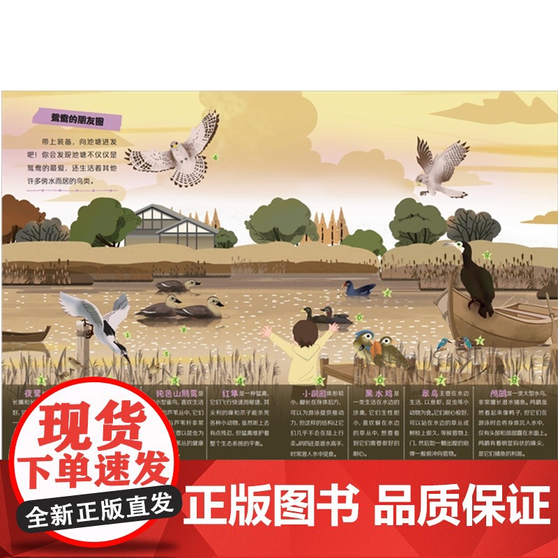 家门口的野生动物朋友 寻找勇气——嗨,鸟儿朋友高清大图