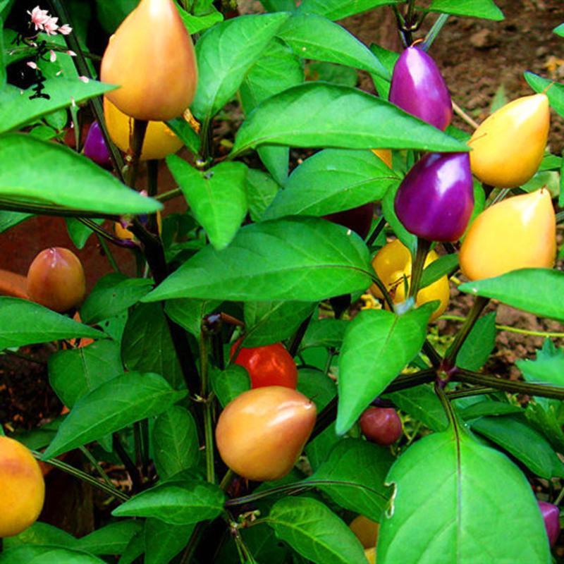 [正品七彩辣椒种子]室内阳台七彩椒种子盆栽五彩小辣椒花卉种籽