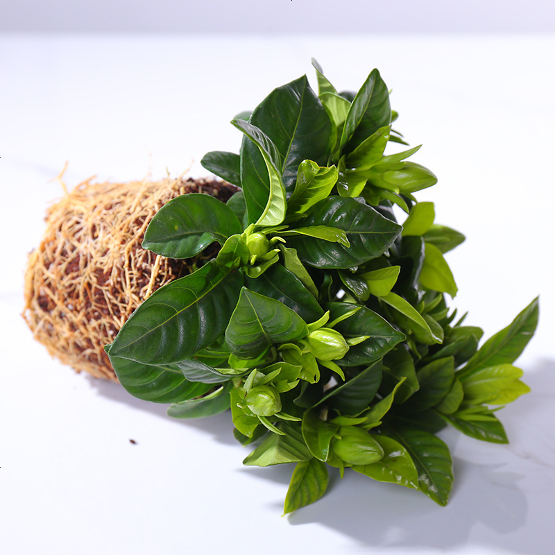 盆栽带花苞花卉植物室内花浓香型办公室绿植小盆栽四季开花