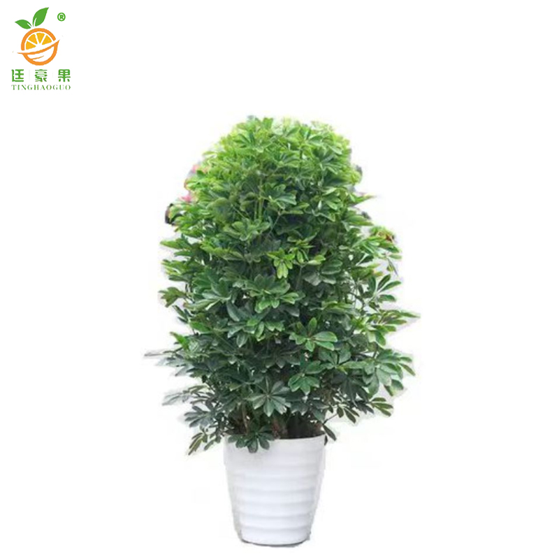 廷豪果 黄金发财树 高1.5米左右 /棵高清大图