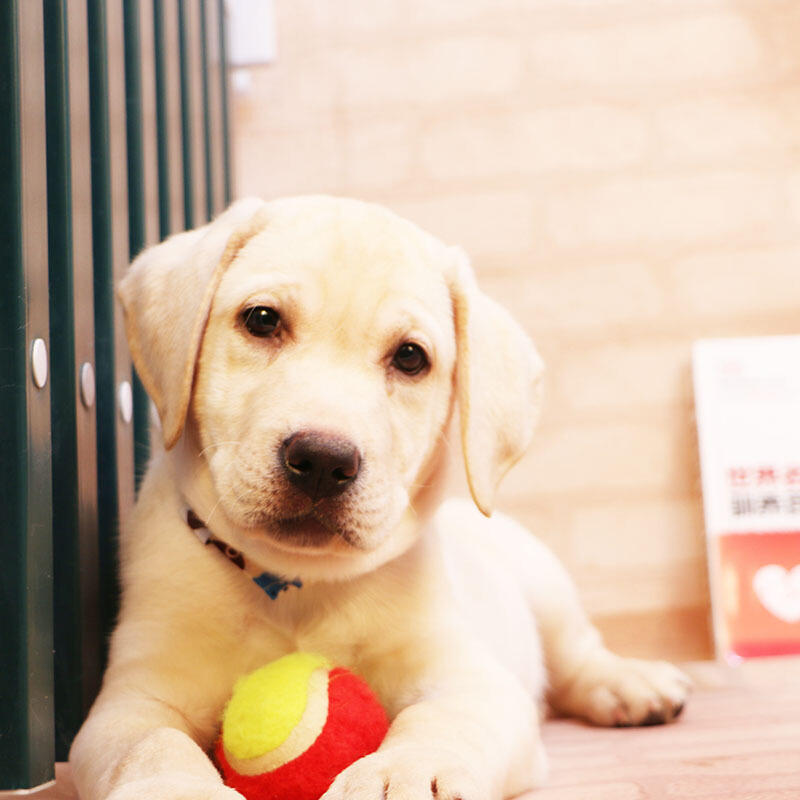 多多名宠拉布拉多幼犬导盲犬拉布拉多幼犬小型犬宠物狗狗中大型犬宠物