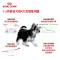 ROYAL CANIN 皇家狗粮 MIS30小型犬奶糕 幼犬狗粮 2月龄以下 全价粮 1kg 断奶离乳期