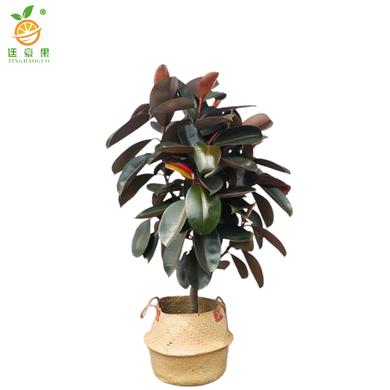 廷豪果 橡皮树盆栽 90cm高 /盆高清大图