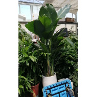 鹤望兰1.8米
