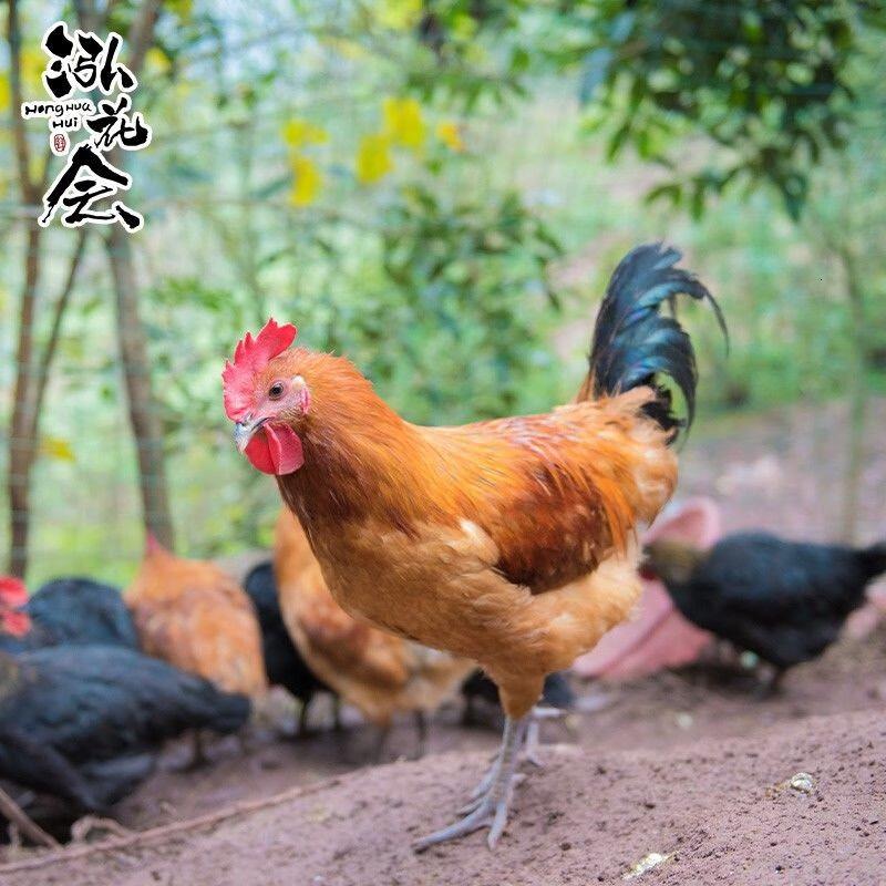 泓花会 生鲜散养谷饲土鸡青脚小土鸡4只装(800-900g/只)C高清大图
