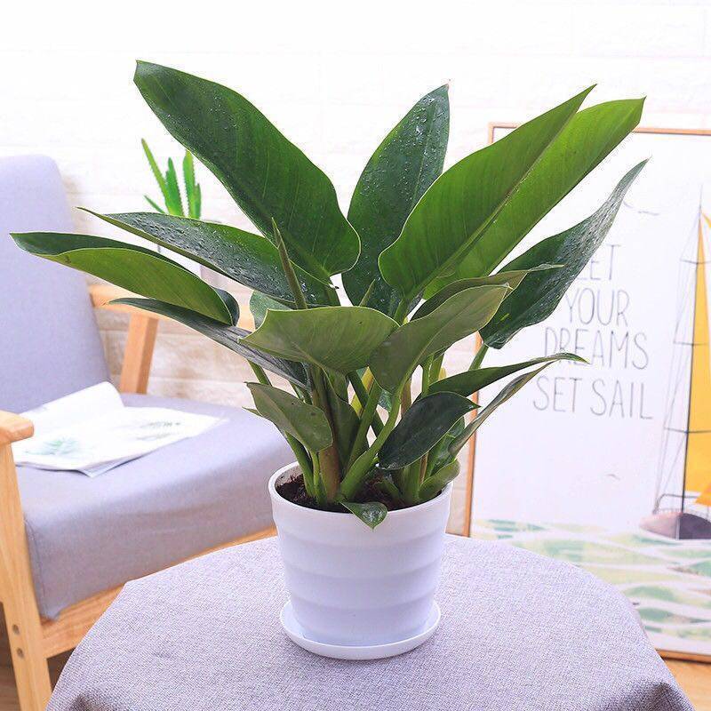 恬豆绿公主大叶金钻四季常青植物室内桌面绿植盆栽花卉视频